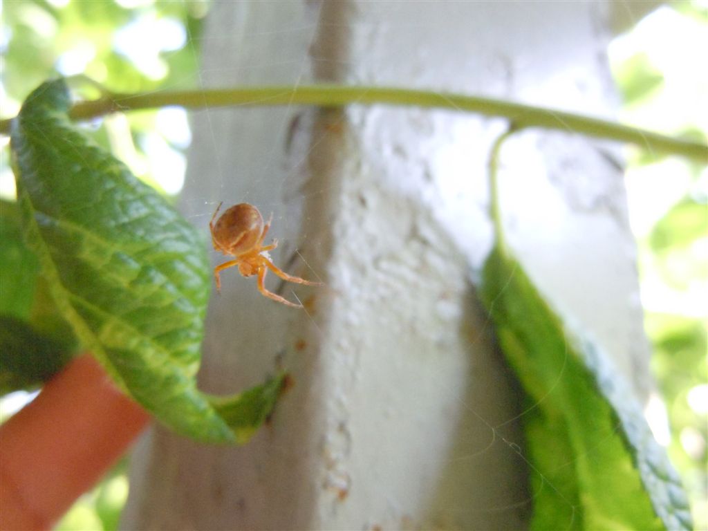 Araneus sturmi o A. triguttatus